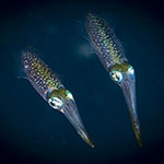 Sepioteuthis lessoniana